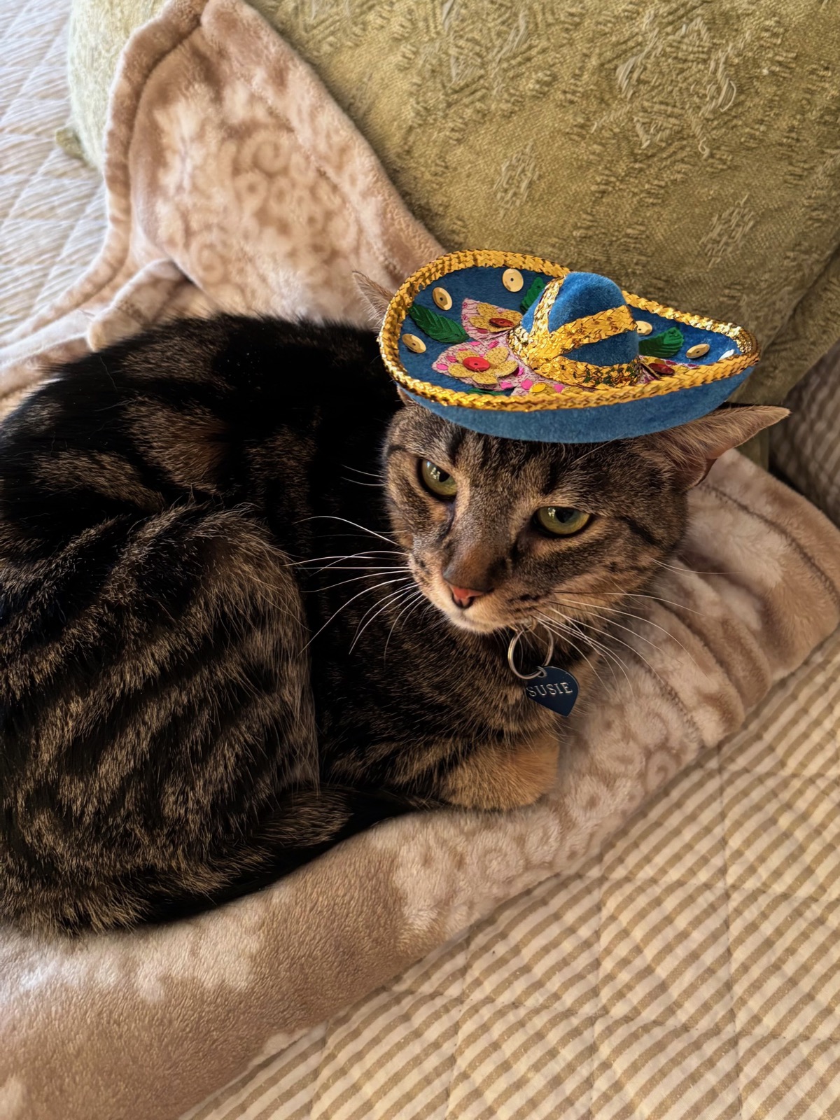 Susie the cat, wearing a tiny sombrero